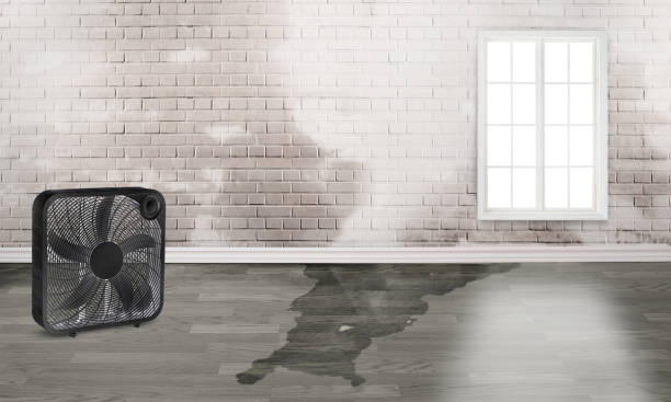 Best Sewage cleanup and water damage restoration  in Denmark, SC